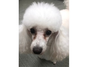 生徒が撮影したモデル犬♪ 
